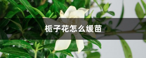 栀子花怎么缓苗