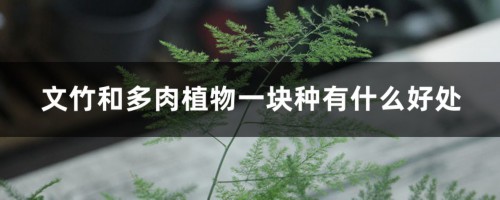 文竹和多肉植物一块种有什么好处