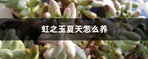 虹之玉夏天怎么养