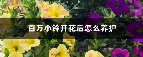 百万小铃开花后怎么养护