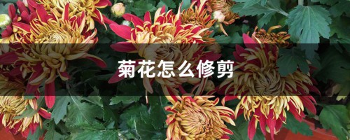 菊花怎么修剪